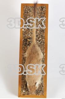 Gerbil - Meriones meridionus 0048